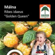 Ozis mlna - Ribes idaeus 