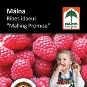 Ozis mlna - Ribes idaeus 