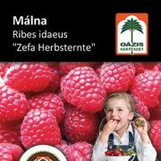 Ozis mlna - Ribes idaeus 