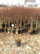  Mandula Prunus Amygdalus (Mand.) Nana mini trzses