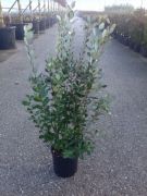  Mirtuszdi Acca Sellowiana (Feijoa) CLT10