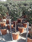  Mirtuszdi Acca Sellowiana (Feijoa) Lv9 mini trzses