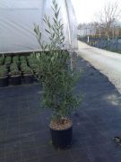  Olajfa Olea Europea CLT10 80/100