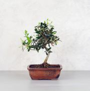  Olajfa Olea Europea Lci70 Bonsai