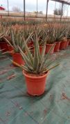  Orvosi ao Aloe Vera Lv6