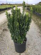  Euonymus  jap.'Benk.  Erecta'  CLT15 kecskerg