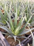  Pk alo Aloe Spinosissima CLT3