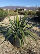  Pomps plmaliliom Yucca Gloriosa CLT10
