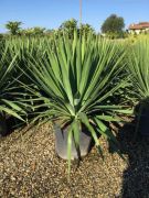  Pomps plmaliliom Yucca Gloriosa CLT15 60/80 cm