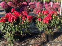  Rhododendron Rhododendron Hybridum CLT5
