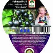 Ozis Ozis Balkon Feketeribizli  Ribes LL Black Sugar