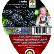 Ozis Balkon Szeder  Rubus LL Black Prince