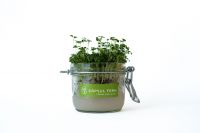  Capsul farm mikrozld szett, brokkoli