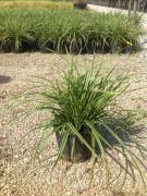  Carex  morrowii  'Ice  Dance'  CLT3