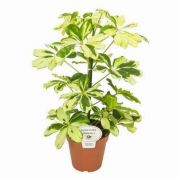  Schefflera arboricola 'Charlotte' 13 cm-es cserpben, kb. 35 cm magas