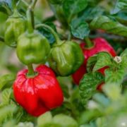  Scotch Bonnet chili paprika palnta 12 vagy 14 cm-es cserpben (szllts prilis vgtl)