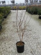  Syringa Vulg.'Michael Bouch.' CLT15