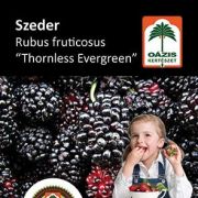 Ozis szeder - Rubus fruticosus 