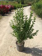  Szleslevel fagyal Ligustrum Ovalifolium CLT10 80/100 cm