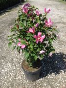  Szriai mlyvacserje Hibiscus Syriacus Woodbridge CLT12