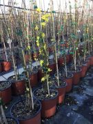  Tli jzmin Jasminum Nudiflorum CLT3