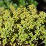  Thymus citriodorus aureus citrom illat kakukkf 14 cm-es cserpben