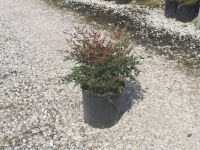  NANDINA DOMESTICA OBSESSED (R) CLT. 5 Japn szentfa