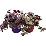  Tradescantia - zebrapletyka szobanvny 12 cm-es cserpben, kb. 20 cm magas