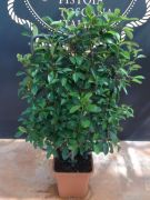  Vrs korallberkenye Photinia Ser. 'Red Robin' Lvq18