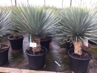  Yucca Rostrata CLT35 80/100 cm