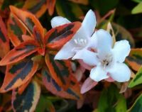  Abelia  grand.'Kaleidoscope'  CLT3 trnicslonc