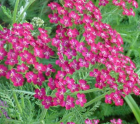  Achillea millefolium 'Cassis' kznsges vel cickafark 14 cm cserpben