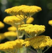  3 db Achillea 'coronation gold' vel cickafark 9x9 cm cserpben