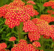  Achillea 'safran' vel cickafark 14 cm cserpben