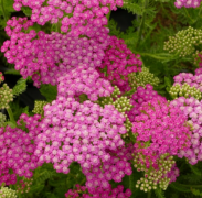  Achillea millefolium 'Tutti Frutti Pink Grapefruit' vel cickafark 14 cm cserpben