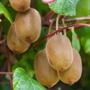  Actinidia chinensis 