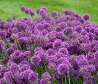  Allium 'lavander bubbles' vel dszhagyma 14 cm cserpben