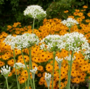  3 db Allium tuberosum vel tatr hagyma 9x9 cm cserpben