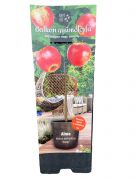 Malus domestica 