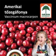 Ozis amerikai tzegfonya - Vaccinium macrocarpon 
