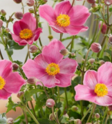  Anemone hupehensis 'fantasy Jasmine' vel szi szellrzsa 14 cm cserpben