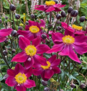  Anemone hupehensis 'Fantasy Ariel' knai, szi szellrzsa 14 cm cserpben