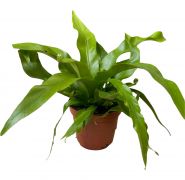  Asplenium madrfszekpfrny 12 cm-es cserpben, kb. 15 cm magas