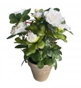  Azalea mnvny