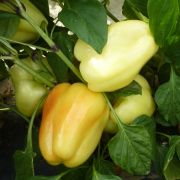 Ozis Bagoly paprika palnta 10,5 cm-es cserpben ID