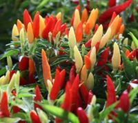  Balkon kzepesen csps chili paprika palnta 12 cm-es cserpben (szllts prilis vgtl)