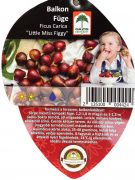 Ozis Balkon Fge  Ficus Carica Little Miss Figgy