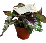  Begnia Rex levlbegnia 12 cm-es cserpben, kb. 15 cm magas