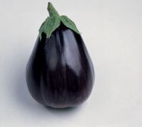  Aubergine black beauty tojsgymlcs palnta 12 cm-es cserpben D