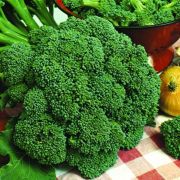  Brassica maraton brokkoli palnta tlcban